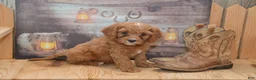 Cavapoo dogs for sale: Lamont - Ad 5