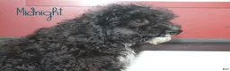 Mini Bernedoodle dogs for sale: Midnight - Ad 1