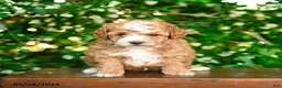 Miniature Poodle dogs for sale: Porter - Ad 5