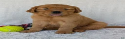 Golden Retriever dogs for sale: Porter  - Ad 7