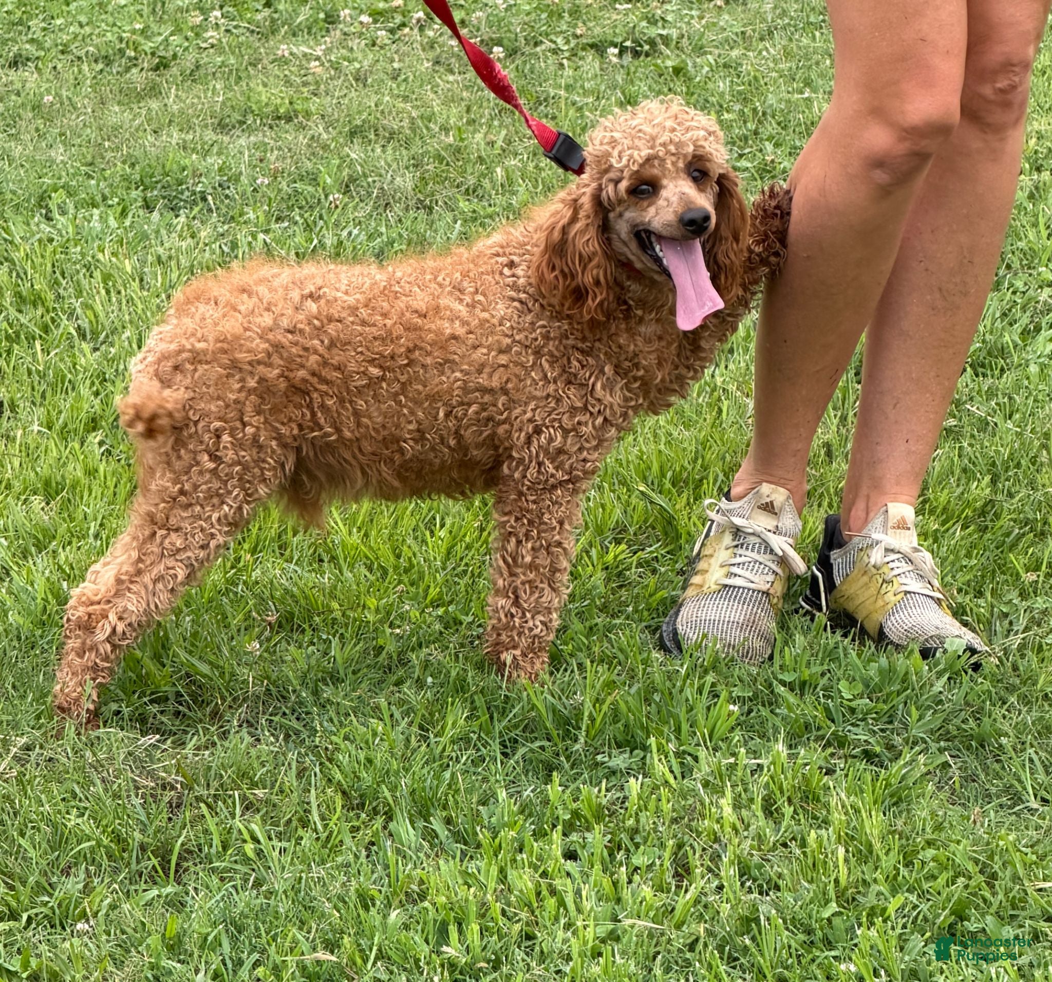Miniature Poodle dogs Brent - Ad 6