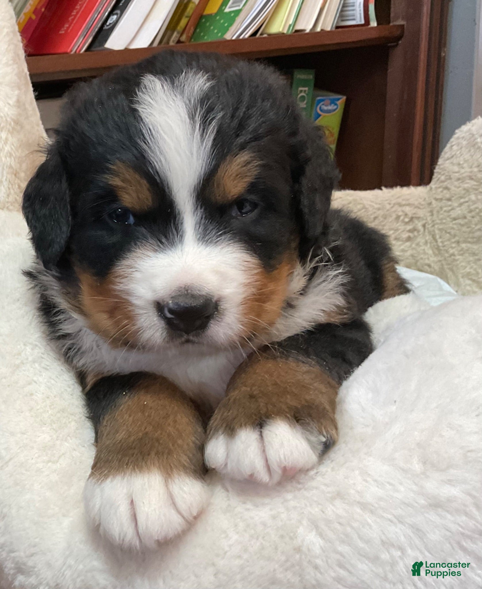 Bernese Mountain Dog dogs PIPER - Ad 1