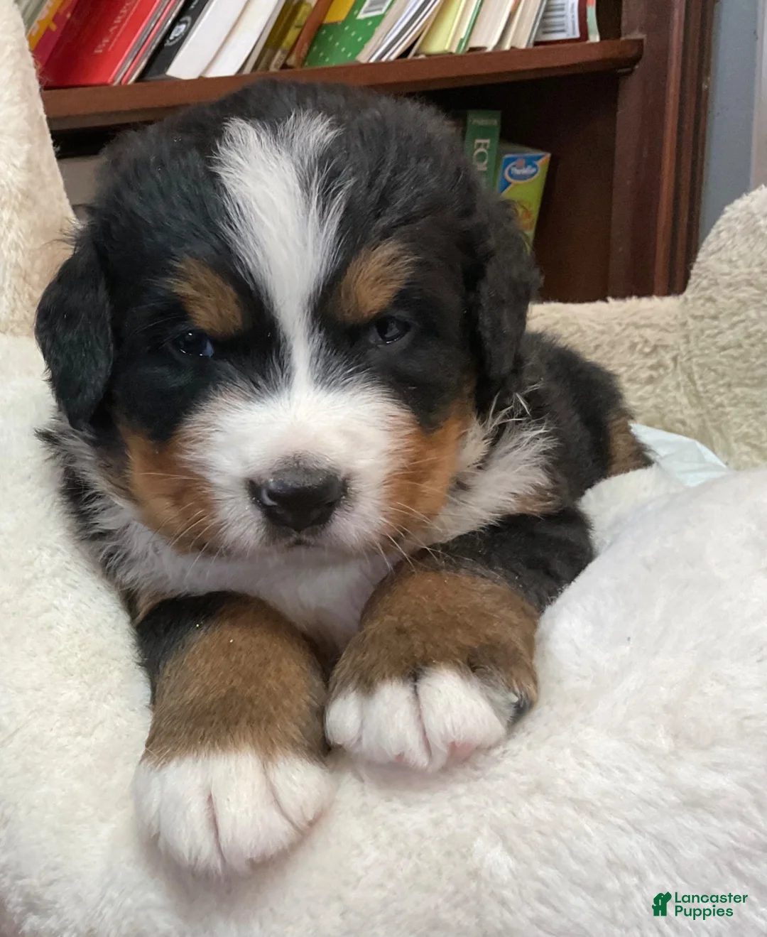 Bernese Mountain Dog dogs for sale: PIPER - Ad 1