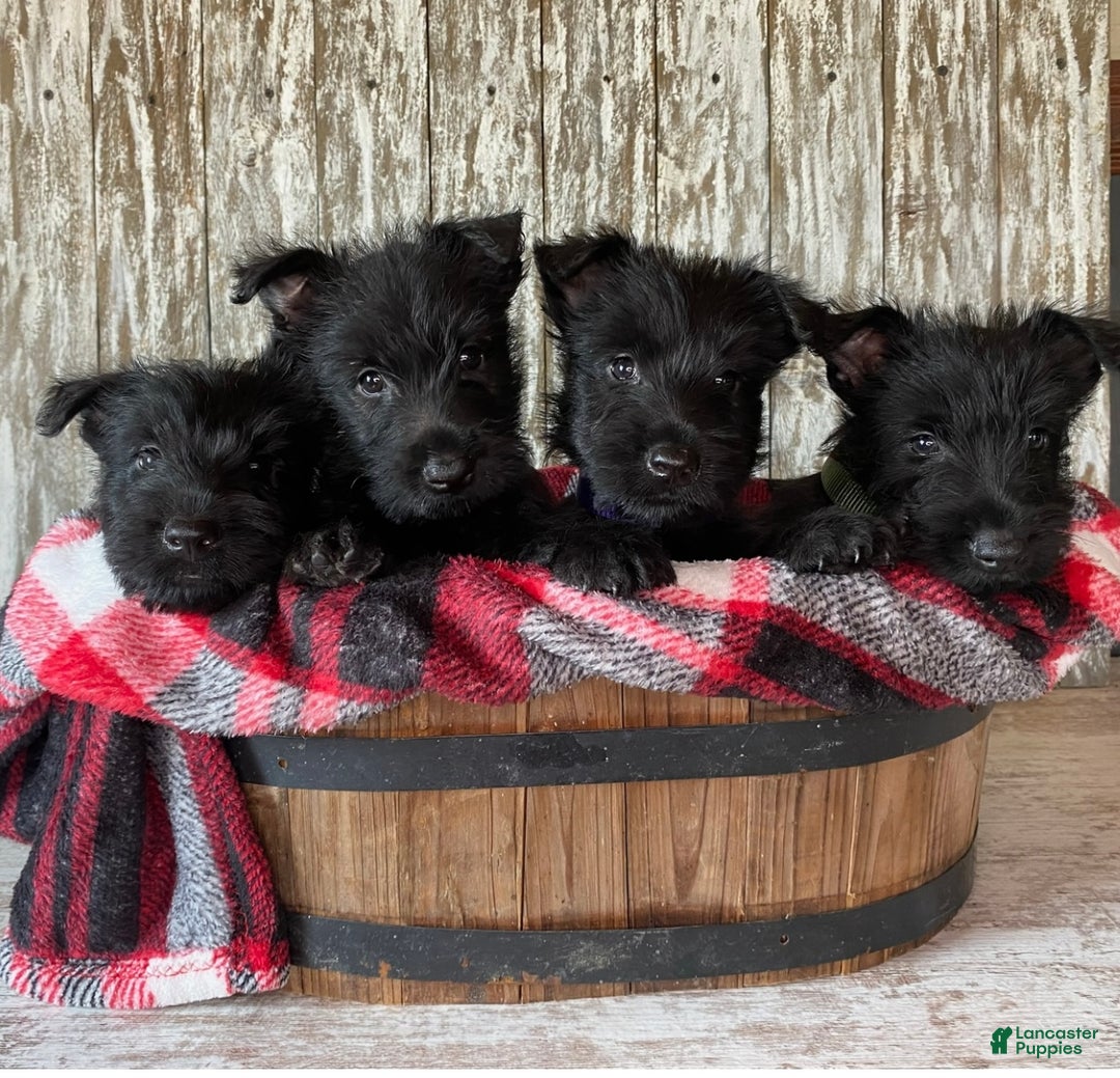Shona for sale in Yorkville Lancaster Puppies