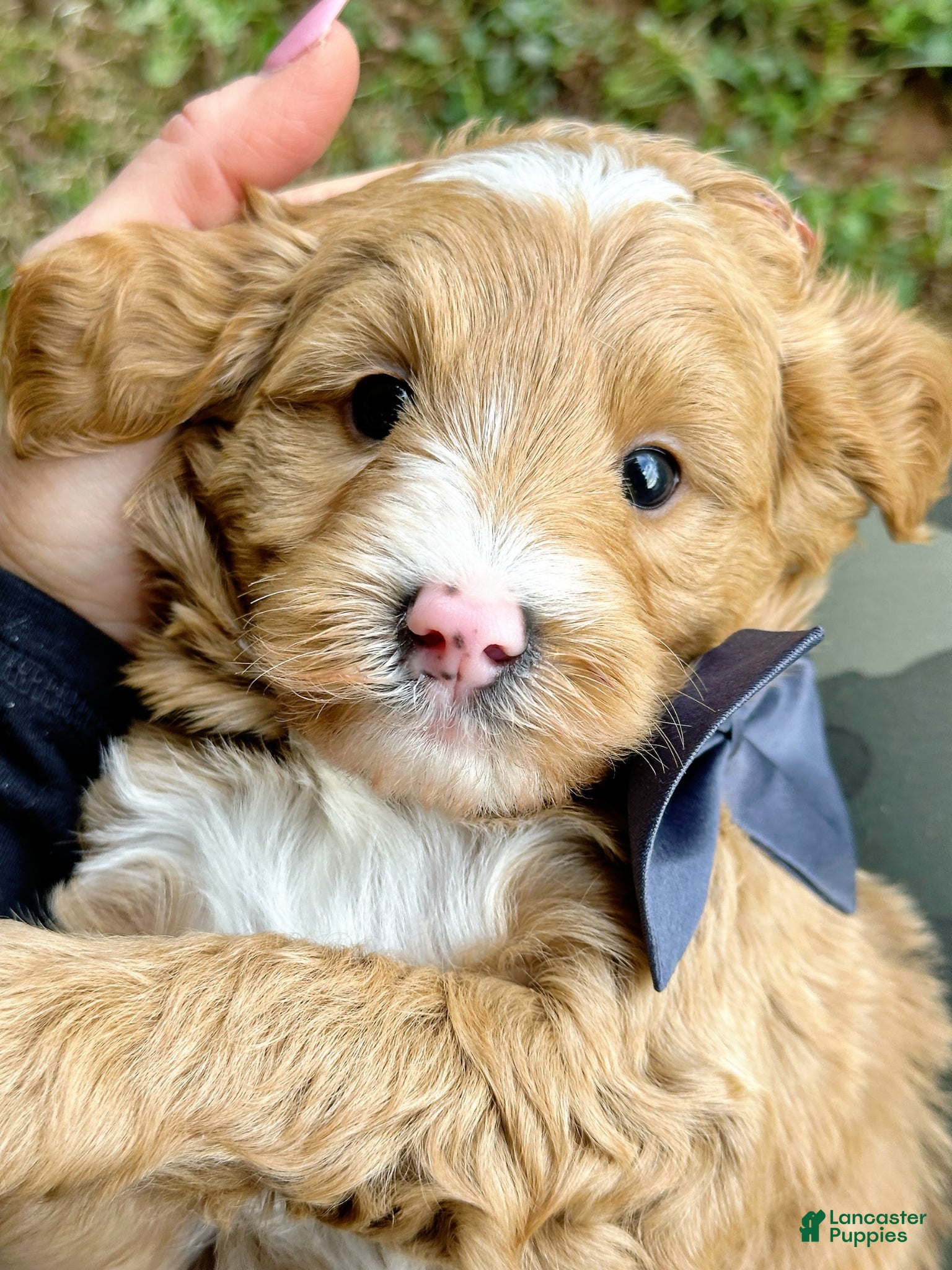 Mini Goldendoodle dogs Sawyer-OFA & Genetic Tested Parents - Ad 2