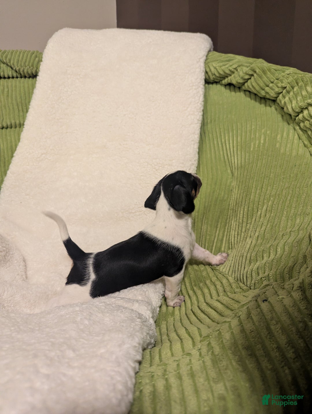 Mixed Breed dogs for sale: Pixie - Ad 2