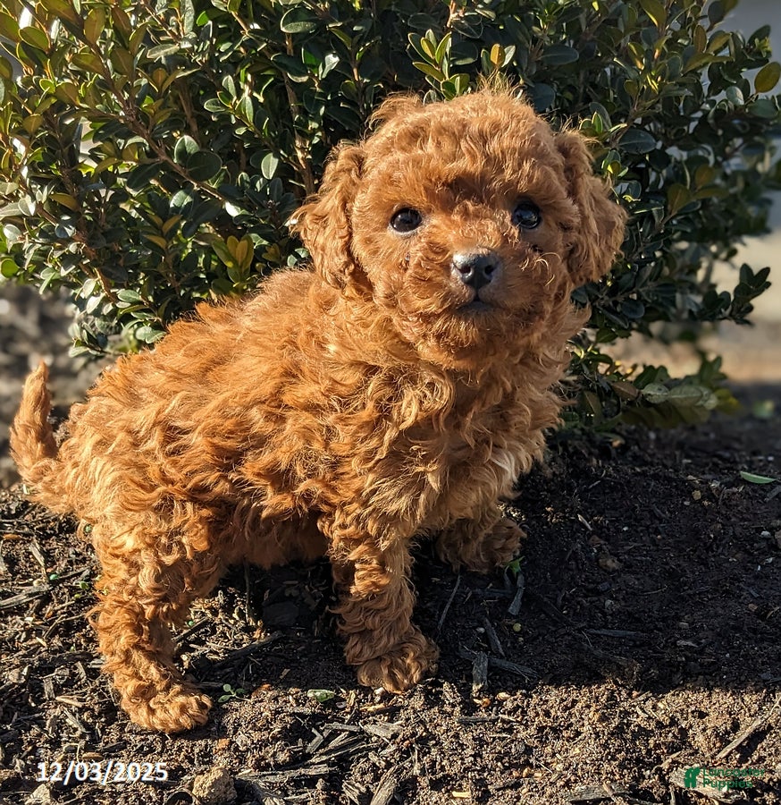 Miniature Poodle dogs Cupcake - Ad 2