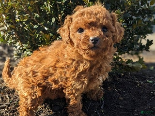 Miniature Poodle dogs Cupcake - Ad 14