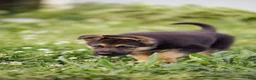 German Shepherd dogs for sale: Princess - Ad 20