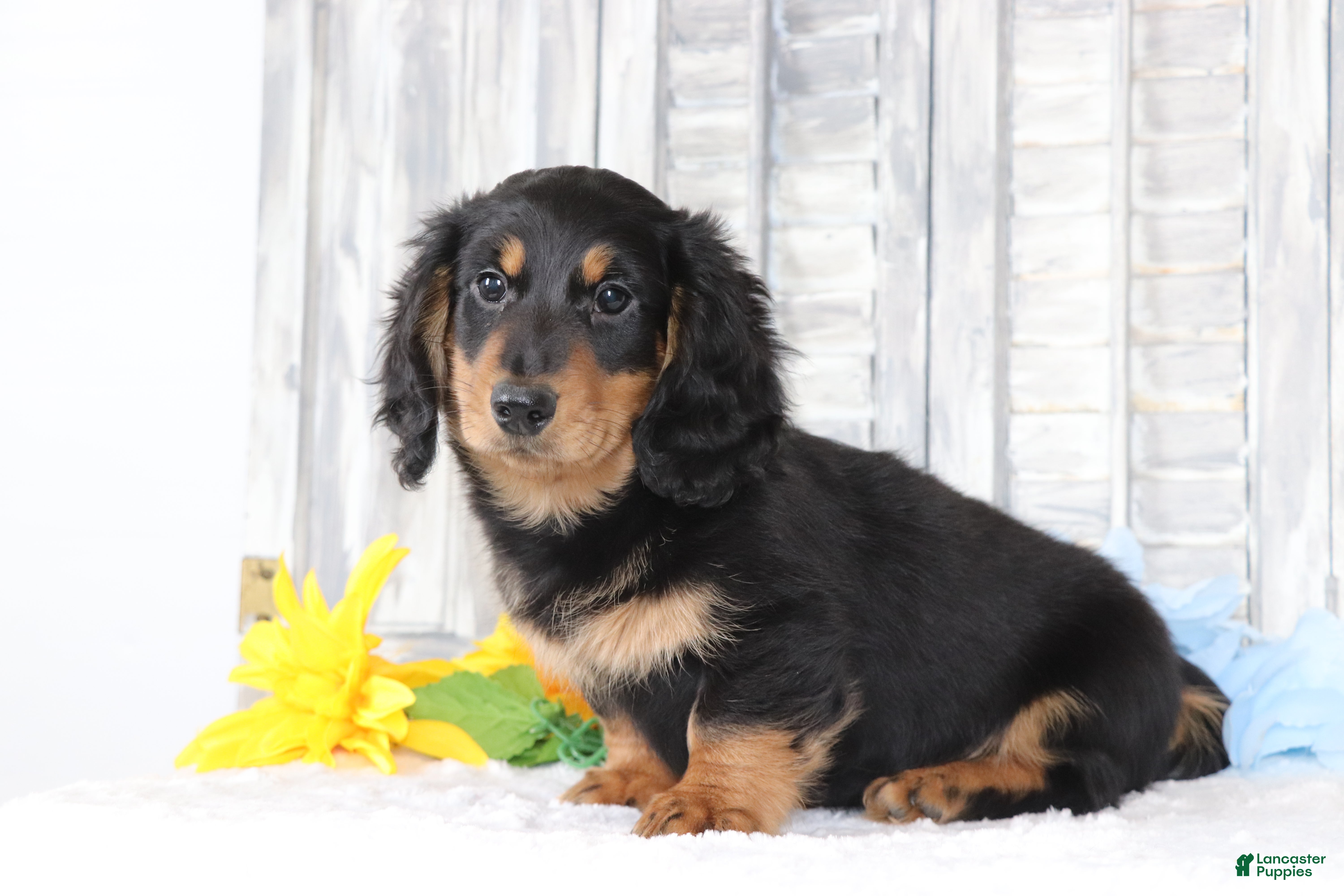 Dachshund dogs for sale: Benny - Ad 2