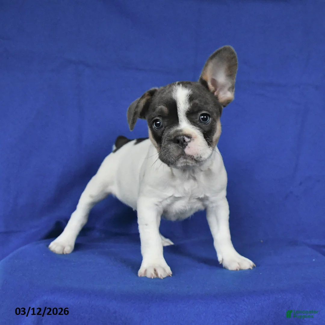 French Bulldog dogs for sale: Angel - Ad 1