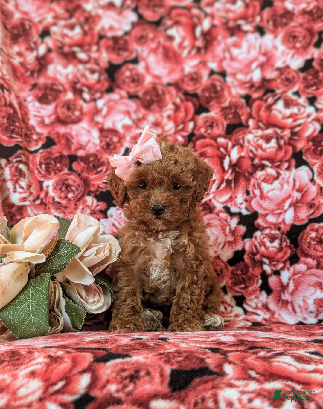 Toy Poodle dogs for sale: Gabrielle 6-7 lbs Full Grown - Ad 6