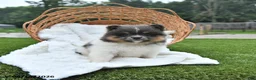 Pomeranian dogs for sale: Lori - Ad 3