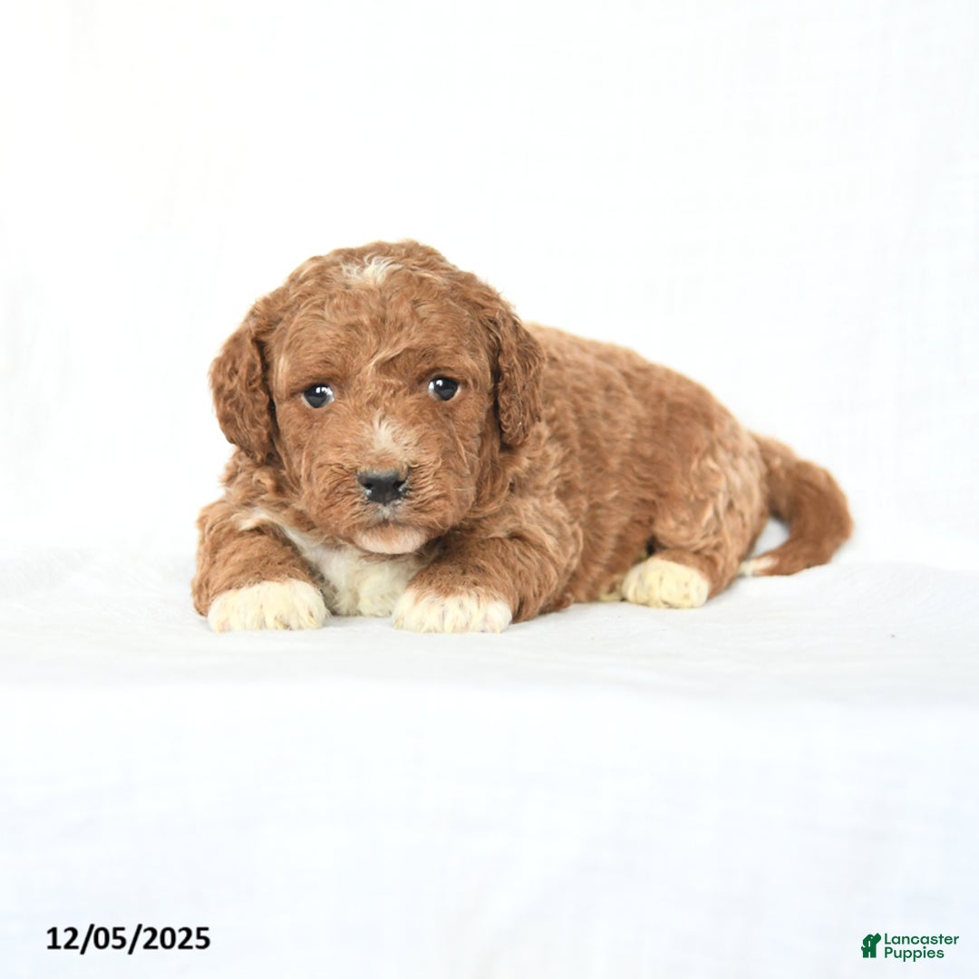 Mini Goldendoodle dogs for sale: Lucy - Ad 4
