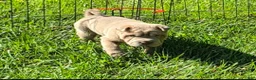 Shar Pei dogs for sale: Lyla - Ad 18