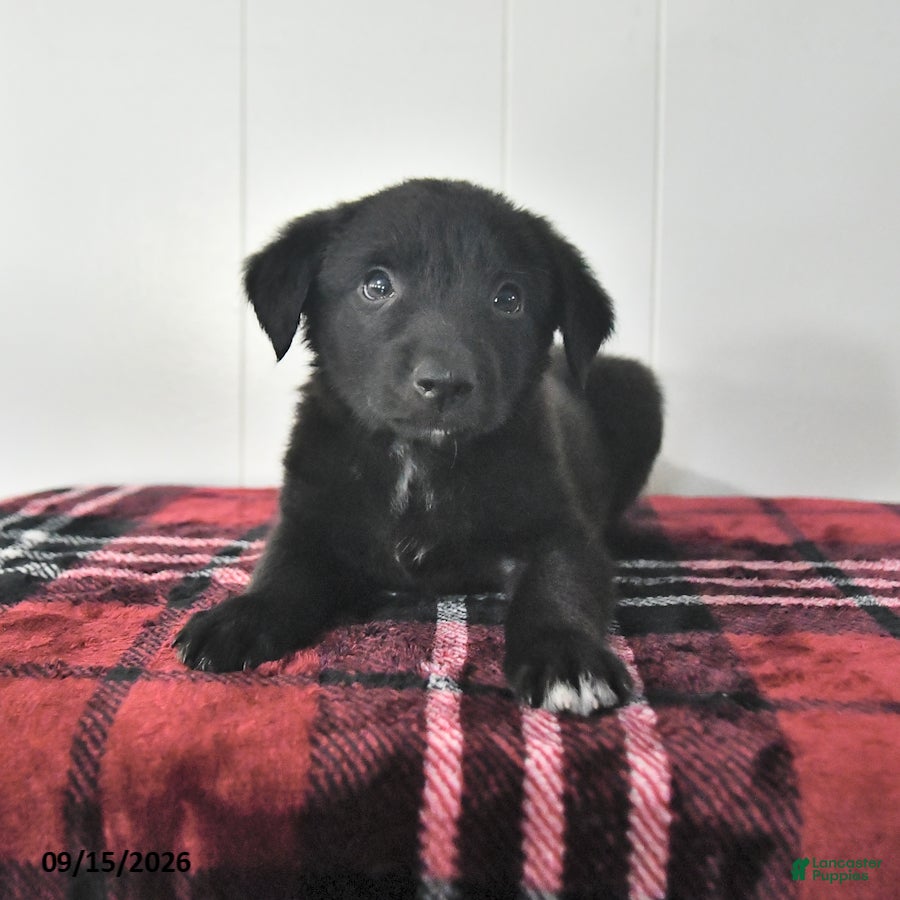 Mixed Breed dogs Balto - Ad 1