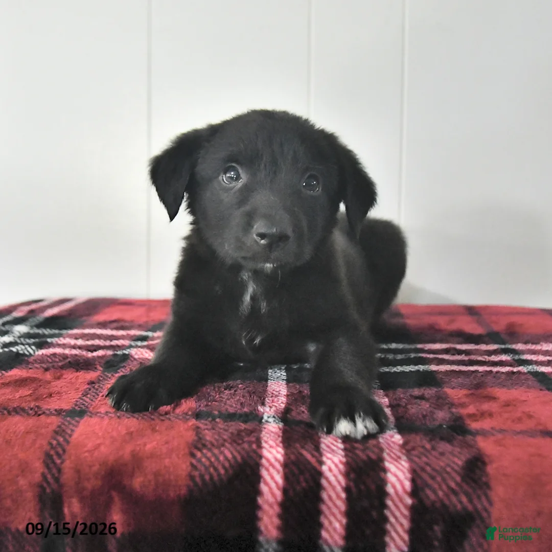 Mixed Breed dogs for sale: Balto - Ad 1
