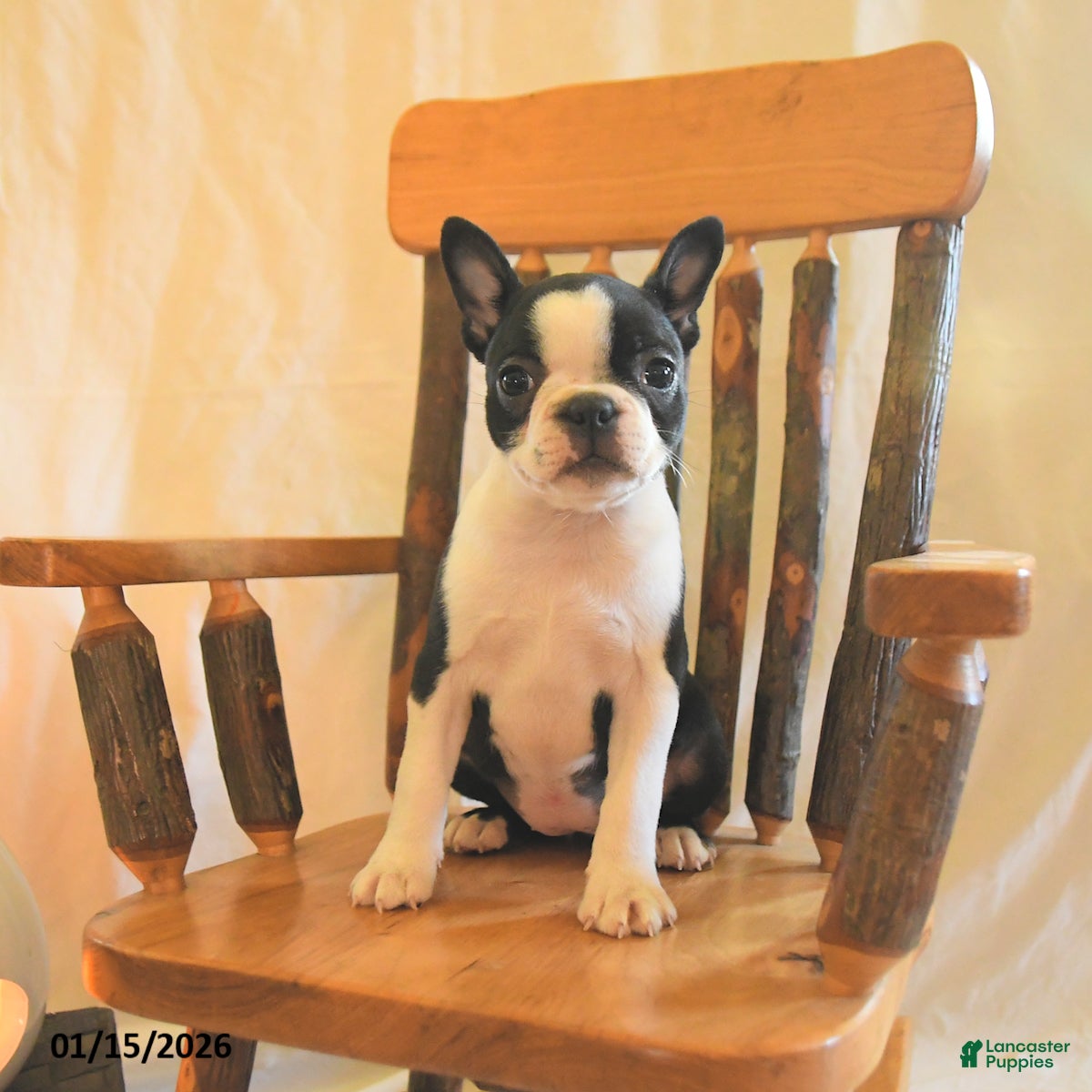 Boston Terrier dogs Gracie  - Ad 2