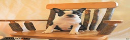 Boston Terrier dogs for sale: Gracie  - Ad 2