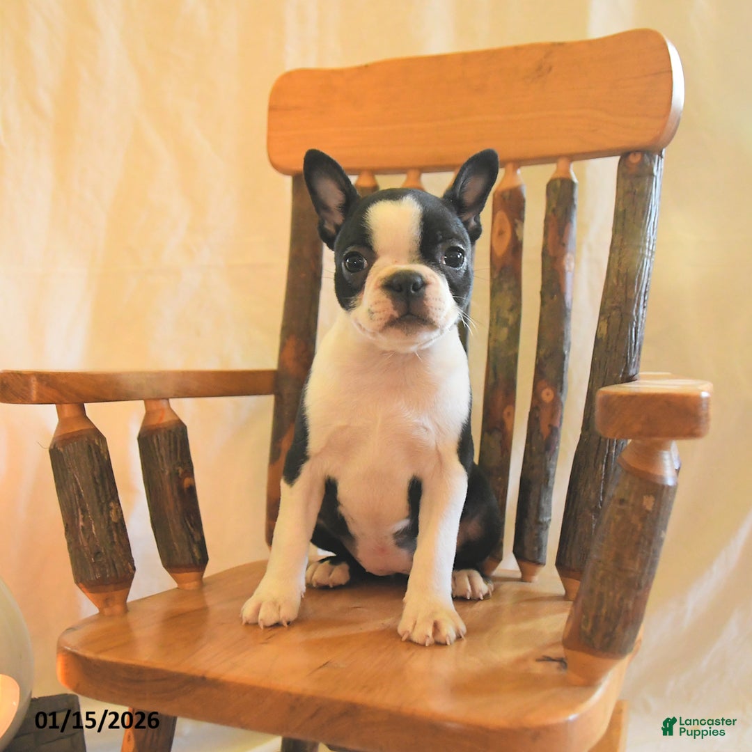 Boston Terrier dogs for sale: Gracie  - Ad 2
