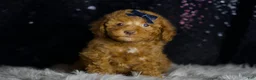 Toy Poodle dogs for sale: Tabasco - Ad 4