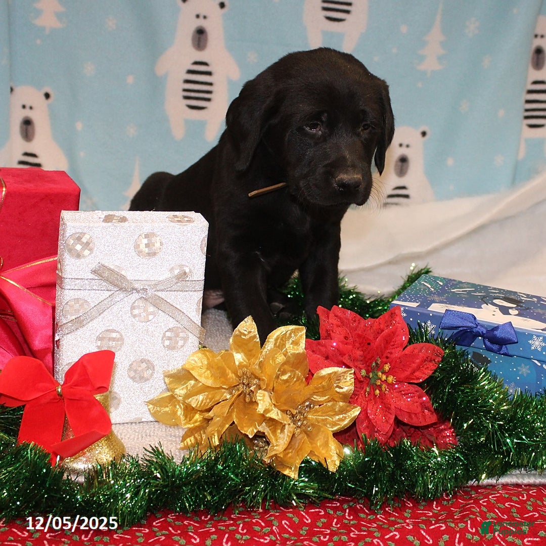 Goldador dogs for sale: Duke - Ad 2