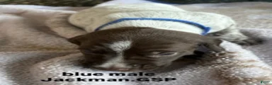 Blue Male