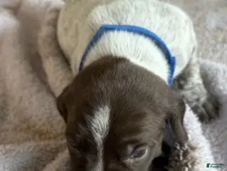 German Shorthaired Pointer dogs for sale: Blue Male - Ad 4