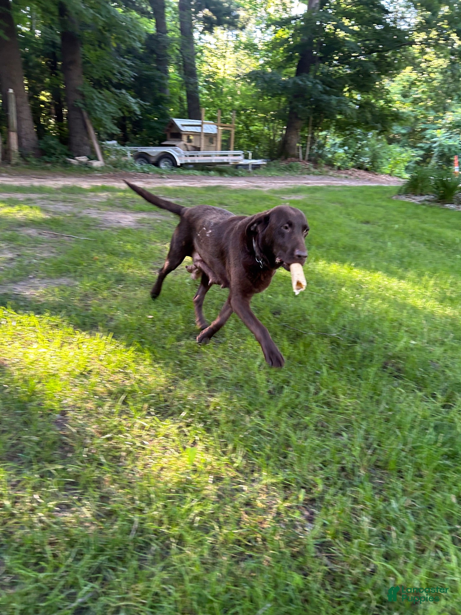 Labrador Retriever dogs Labrador Retriever 2 - Ad 2