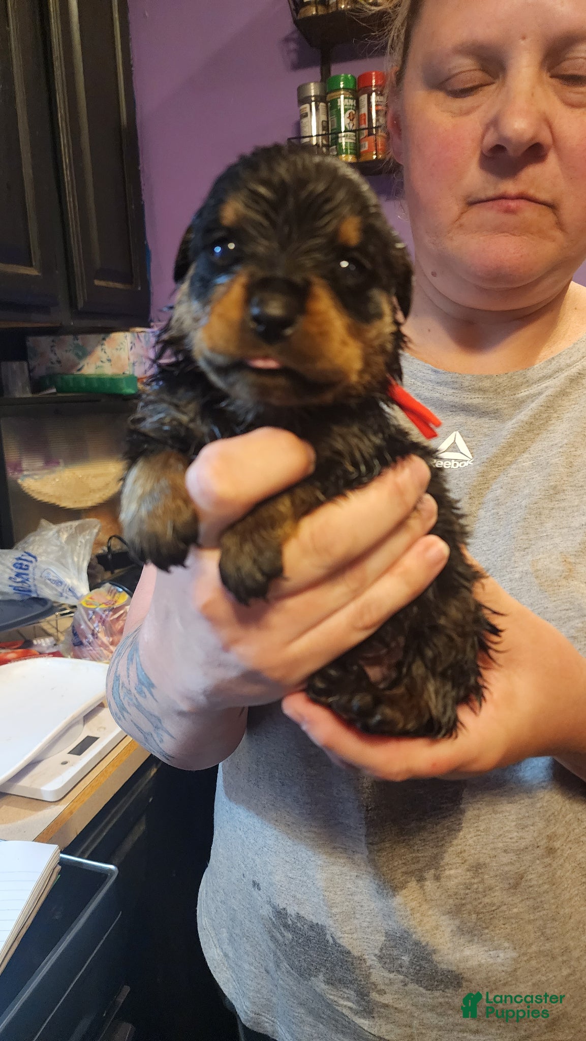 Rottweiler dogs Rottweiler Puppy 5 - Ad 19