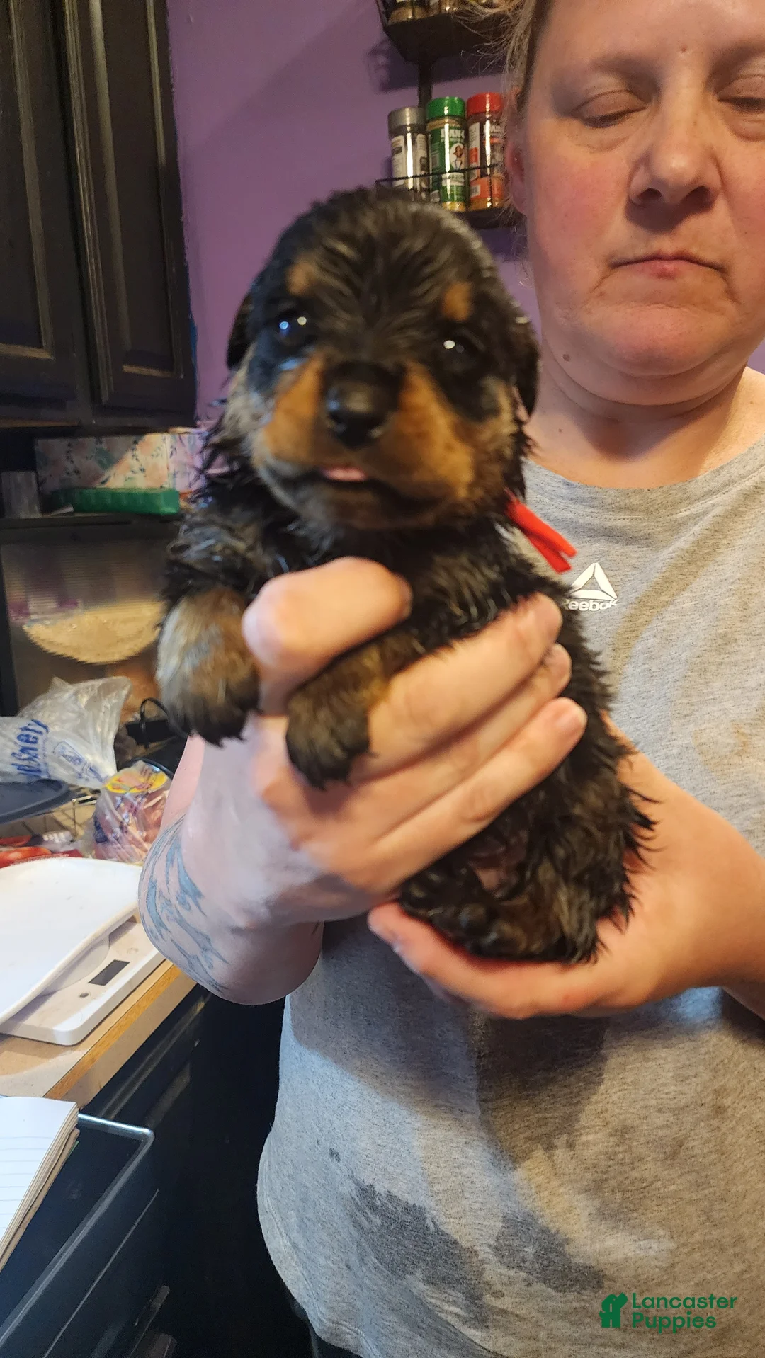 Rottweiler dogs for sale: Rottweiler Puppy 5 - Ad 1