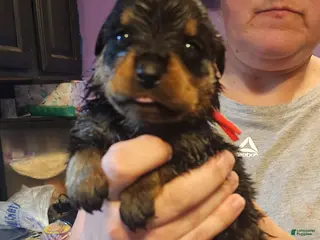 Rottweiler dogs Rottweiler Puppy 5 - Ad 19