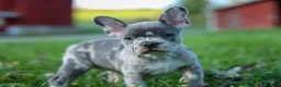 Frenchton dogs for sale: MINDY - Ad 8