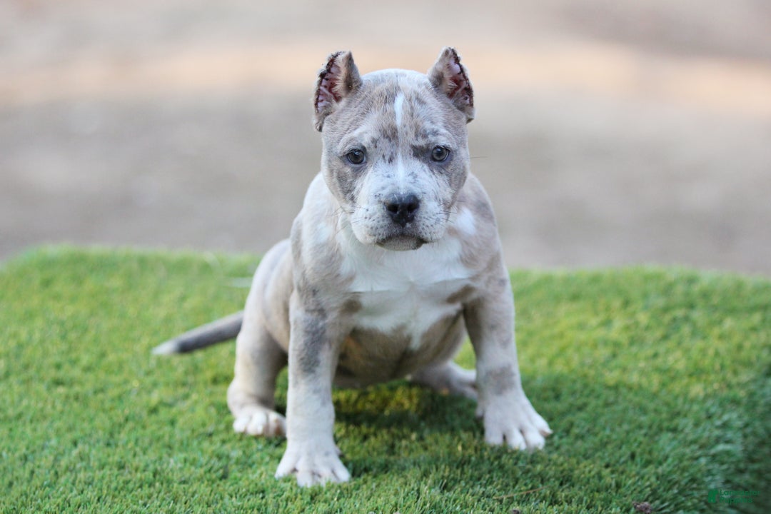 American Bully dogs for sale: Blue Brindle Merle Female - Ad 6