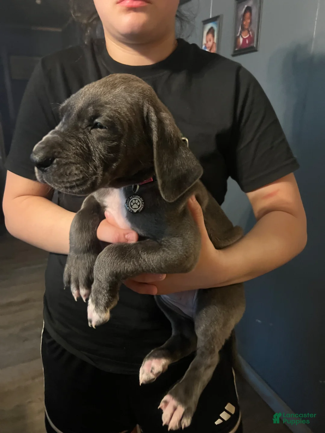 Great Dane dogs for sale: Great Dane Puppy 4 - Ad 6