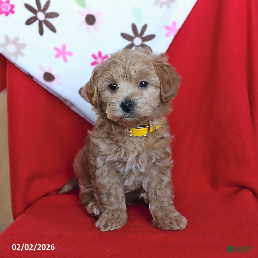 Maltipoo dogs for sale: Scout - Ad 5
