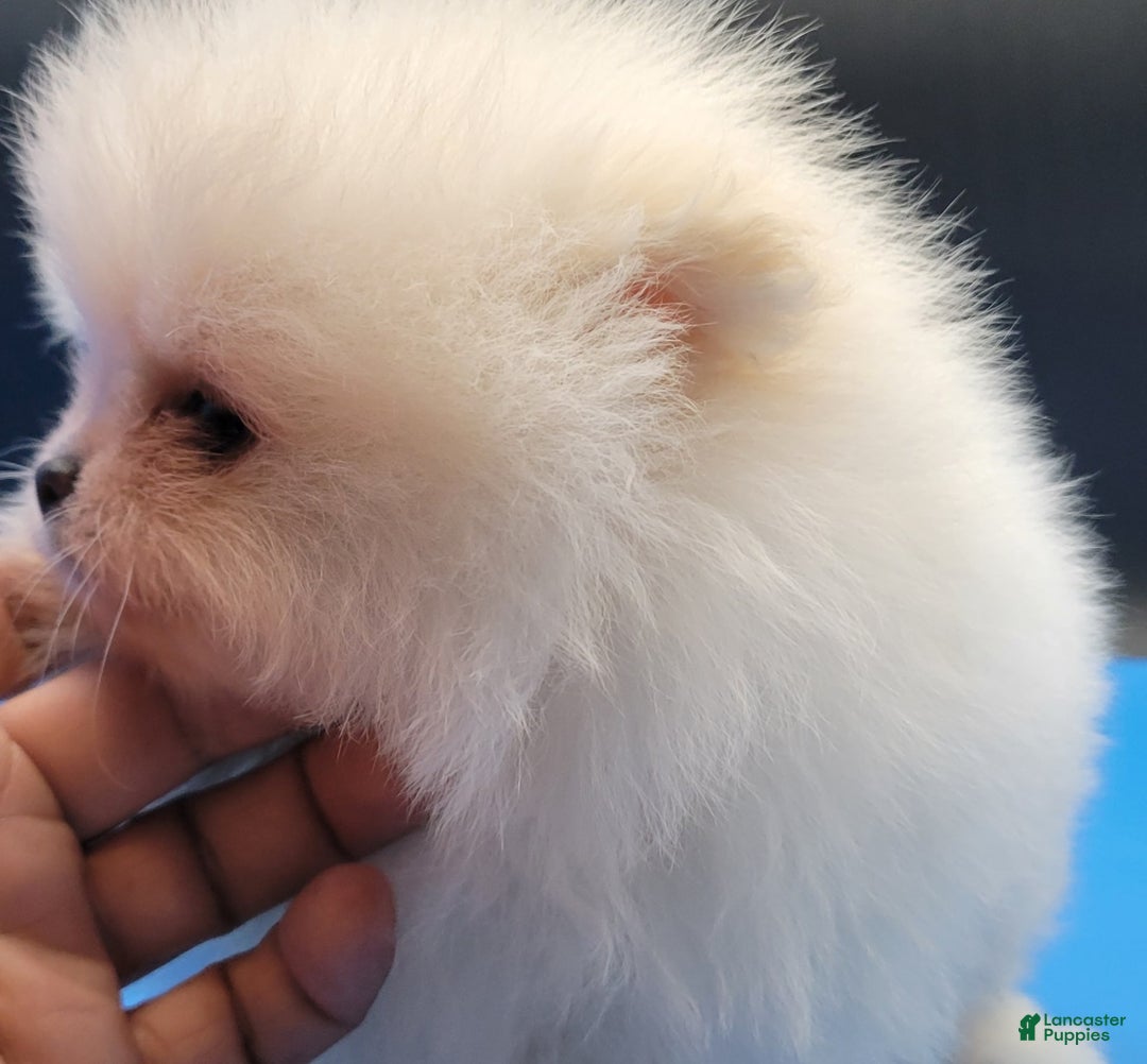 Pomeranian dogs for sale: Teddy - Ad 4