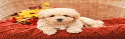 Maltipoo dogs for sale: Jack - Ad 6