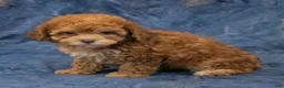 Havapoo dogs for sale: Aspen - Ad 3