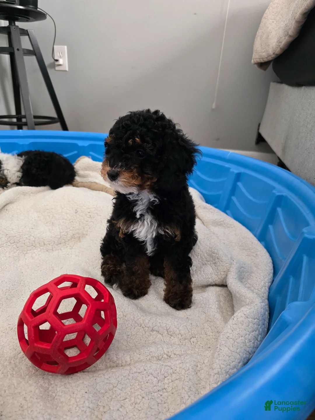 Miniature Poodle dogs for sale: Yuki - Ad 2