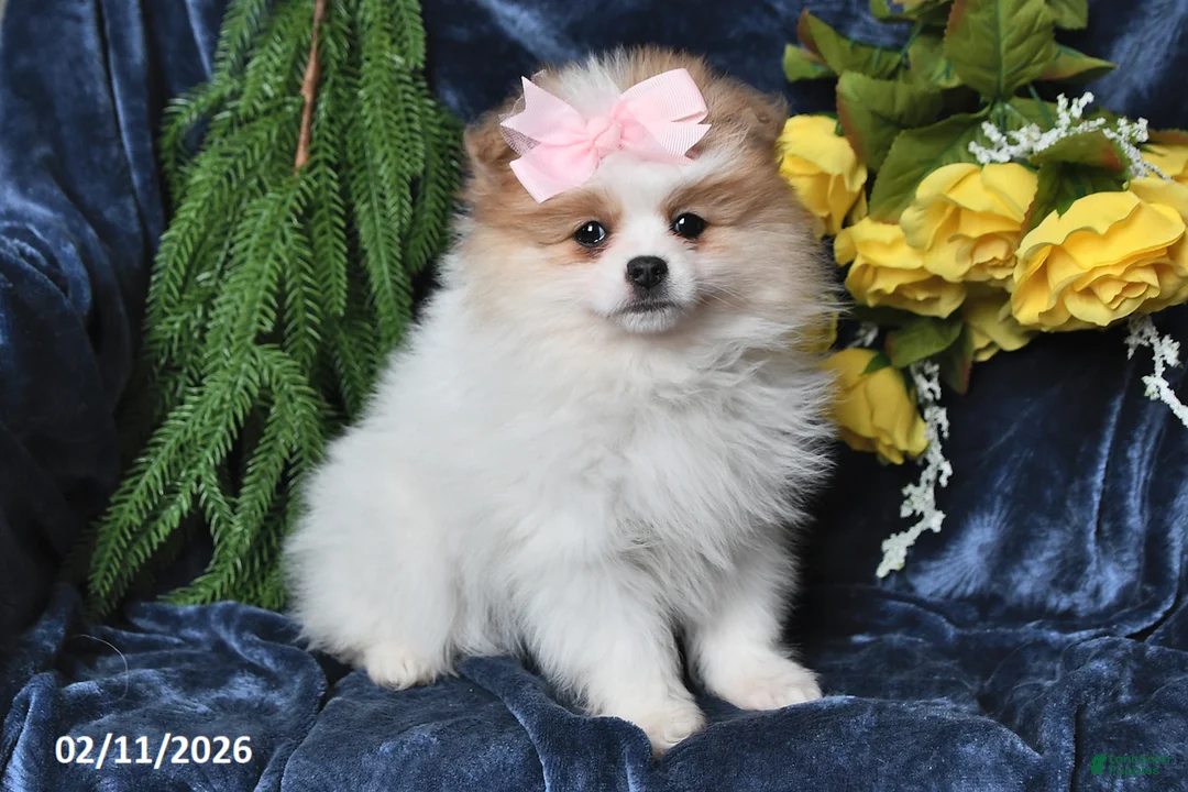 Pomeranian dogs for sale: Marble - Ad 1