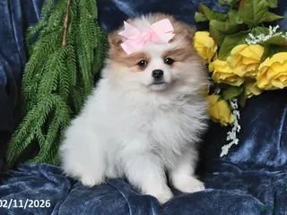 Pomeranian dogs Marble - Ad 23