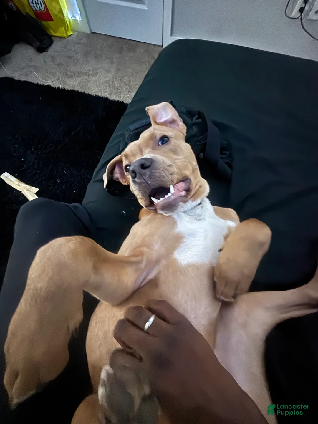 American Staffordshire Terrier dogs for sale: American Staffordshire Terrier Puppy 1 - Ad 2