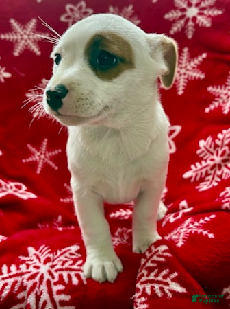 Jack Russell Terrier dogs Isabelle - Ad 8
