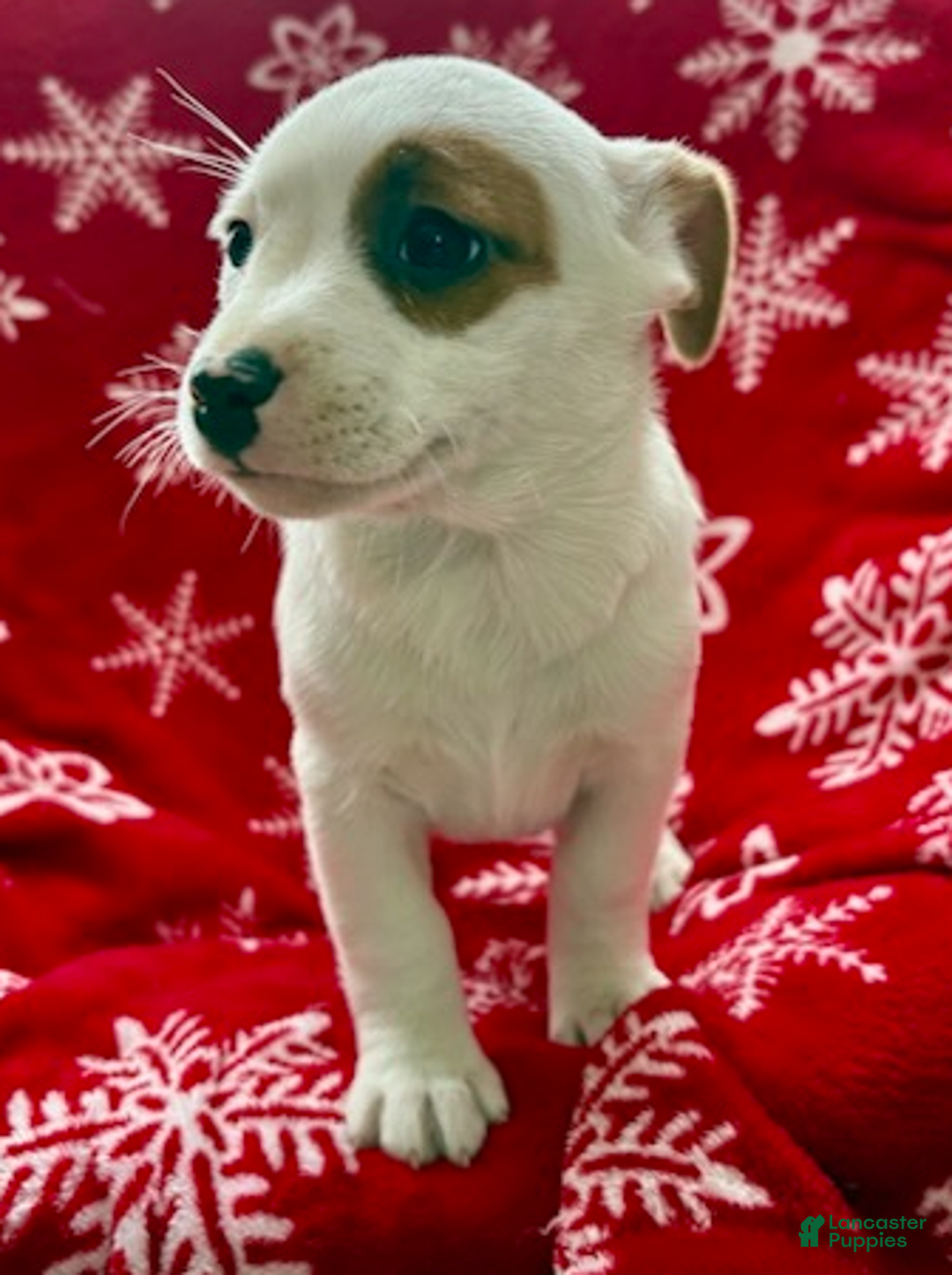 Jack Russell Terrier dogs for sale: Isabelle - Ad 1