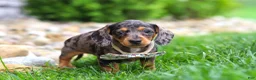 Miniature Dachshund dogs for sale: Alice - Ad 3