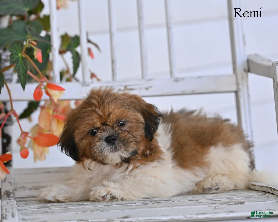 Shih Tzu dogs for sale: Remi - Ad 1