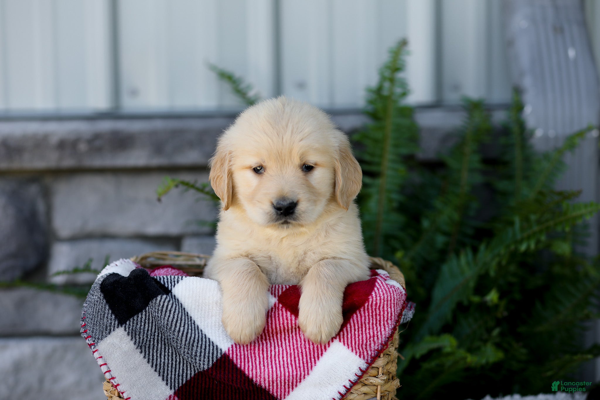 Golden Retriever dogs for sale: Boone - Ad 3