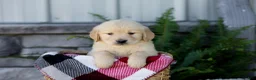 Golden Retriever dogs for sale: Boone - Ad 1