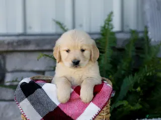 Golden Retriever dogs for sale: Boone - Ad 3